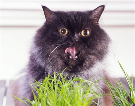 What are cat hairballs, exactly? Reasons Why Your Cat is Vomiting | Hill's Pet