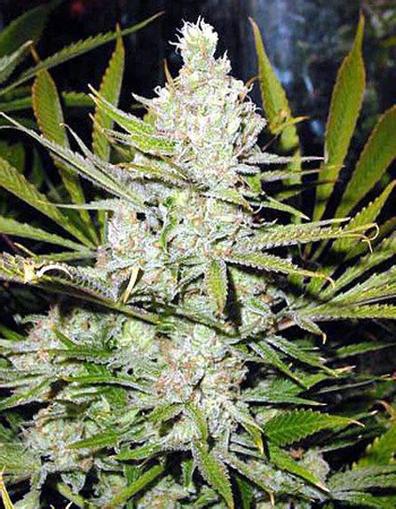 It's the taste and smell and high from this strain i love do much. Northern Lights | Marijuana Strain Reviews | AllBud