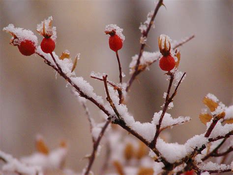 And this outfit is too cute. Snow and Falling | Margaret Rose Realy, Obl. OSB