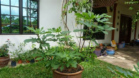 Selepas hampir tiga bulan lebih pekebun sambilan (ps) berkecimpung dalam penanaman tin (fig) kini koleksi tin ps telah bertambah dari hanya satu jenis kepada lima jenis. Pokok Tin Keliling Rumah: Pokok Tin - Buah Tin - Green Jordan