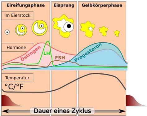 Wenn dein eisprung bevorsteht, verändert sich deine basaltemperatur. Wie merkt man den Eisprung?