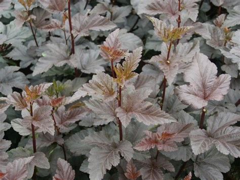 We did not find results for: Physocarpus...unique foliage for arrangements. | July ...