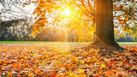 Anschließend finden sie eine eigene kachel für die webseite in ihrem startmenü, die sie wie gewohnt verschieben und skalieren können. Mit diesen Tipps gelingen die schönsten Herbstfotos - Welt ...