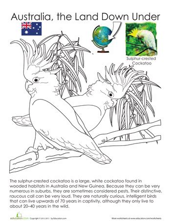 Australian animals bears birds dinosaurs farm. Sulphur-crested Cockatoo | Worksheet | Education.com ...