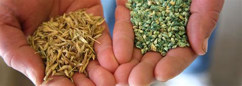 As a top supplier of australian native seeds, seedworld australia offer a huge range of , native tree, native shrub, native palm and native grass seeds. Ranch Supply Co. - Native Grass Seed