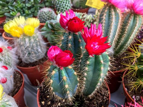 Les prélèvements d'échantillons de racines et de sol avec racines peuvent se faire en tout temps, à condition que le sol ne soit pas gelé. Cactus : les astuces pour bien les faire durer - Déco Cool