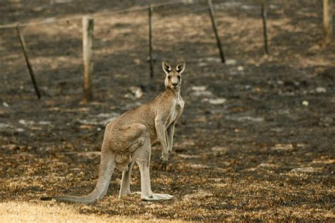 They are sometimes referred to as the great kangaroos because these species are much larger than other kangaroos. Ancient Giant Kangaroos Most Likely Could Not Hop, But ...