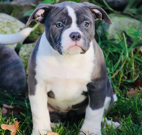 Why choose an olde english bulldogge. Traumhafte Old English Bulldog Welpen Abgabebereit ...