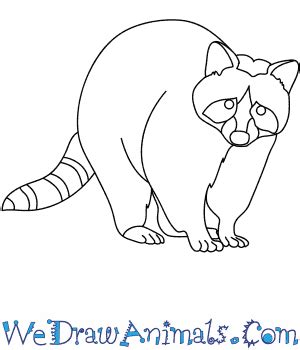 Flesh out your camel face. Raccoon Drawing at GetDrawings | Free download