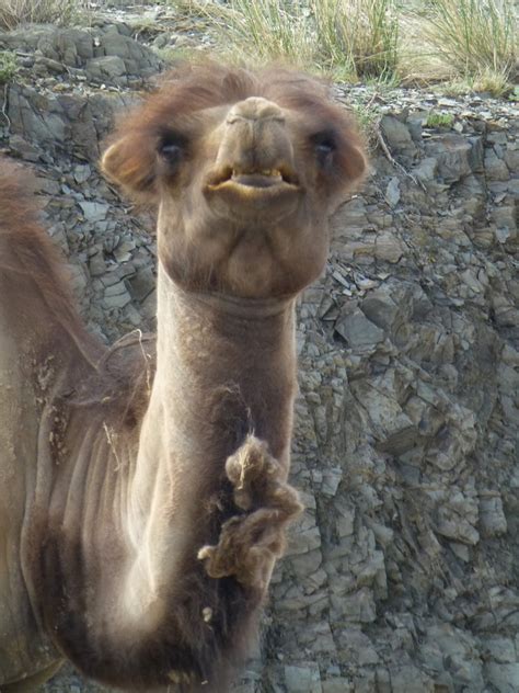 Professional camel racing is an event for betting with lots of money included, and also an extraordinary tourist attraction. Wanderoos: Day 128 - Western outskirts of Saynshand to ...