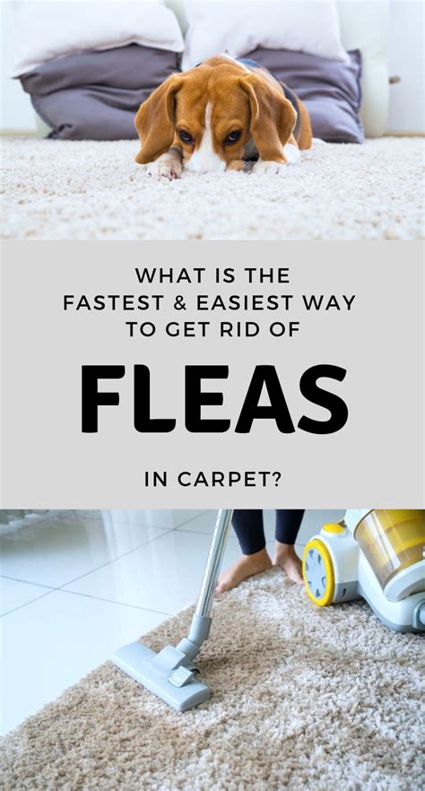 Get some ice and wrap it in a towel. What Is The Fastest And Easiest Way To Get Rid Of Fleas In ...