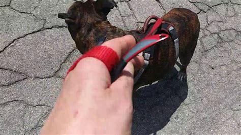 A lump or bump, a wound that doesn't heal, any kind of swelling, abnormal bleeding. My Dog has cancer, today I found out he has only few ...
