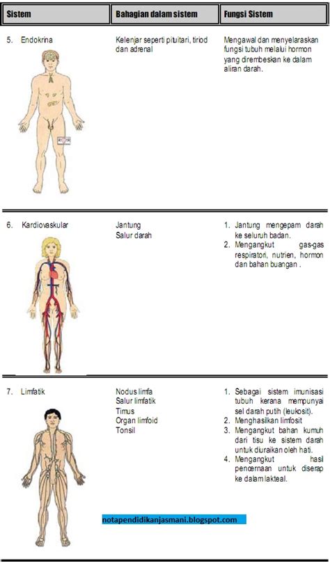 Oksigen masuk ke dalam kantung kecil yang disebut alveoli dan kemudian berdifusi ke dalam arteri darah melalui kapiler. Nota Pendidikan Jasmani: PJM3106 Anatomi dan Fisiologi ...