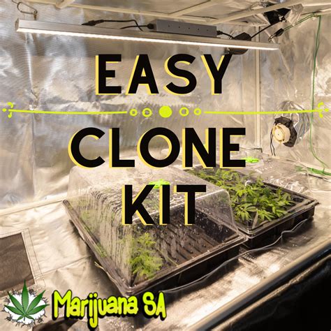 A marijuana clone is an exact copy of a marijuana plant, along with all its traits and characteristics. Easy Cloning Kit - Marijuana SA