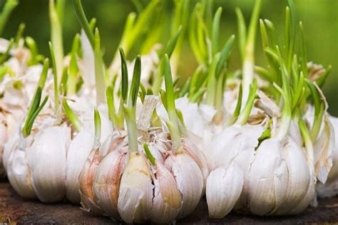 Menanam bawang putih dapat dilakukan di lahan kebun, pekarangan, maupun di pot dan polybag. Cara Menanam Bawang Putih Dengan Metode Hidroponik GDM ...