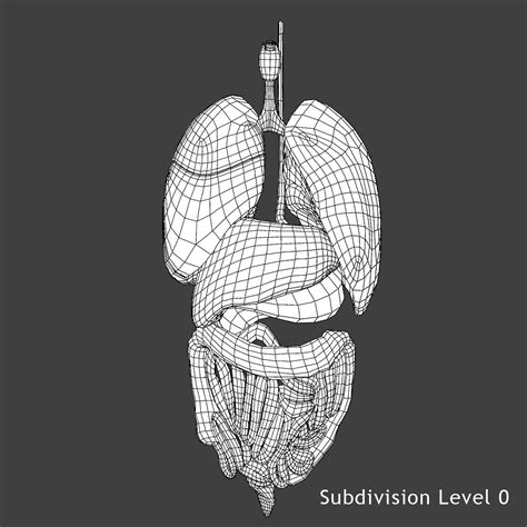 Thingiverse is a universe of things. Female Torso Anatomy 3D Model