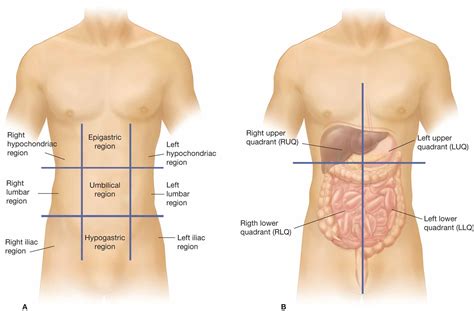 In anatomy and physiology, you'll learn how to divide the abdomen into nine different regions and four different quadrants. Abdominal Quadrants And Regions - Human Anatomy Body