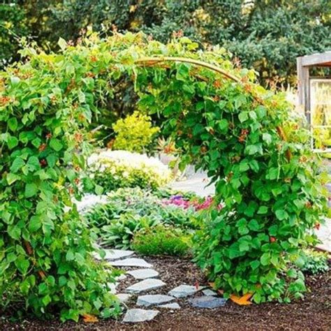 See more ideas about beans, bean varieties, pea beans. DIY bean trellis with hog wire | Gartenspaliere ...