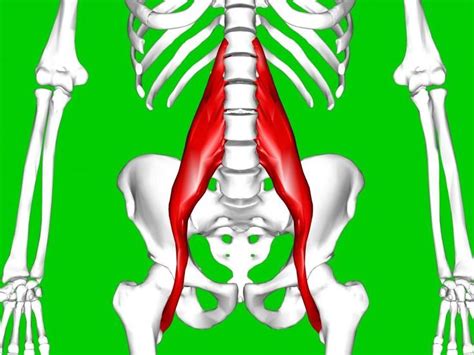 Hip flexor strengthening exercises note: Pin on Hip Flexor Pain