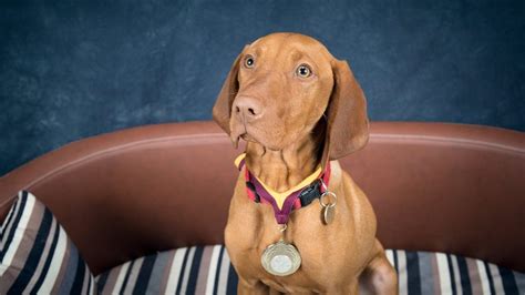 You've brought your new adorable puppy and you're. Eszter - Hungarian Vizsla Puppy - 2 Weeks Residential Dog ...
