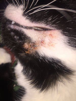 What Could This Be Under My Cats Chin? | TheCatSite