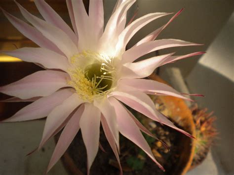 Es una bella flor naranja de un cactus que no sé ni su género ni especie pero es muy espinoso. Flor de cactus | La Casuni