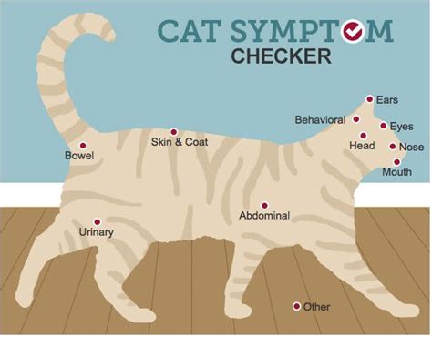 An intuitive tool to help figure out what's wrong with your cat. Cat Symptom Checker. Is Your Cat Showing Signs of Illness ...