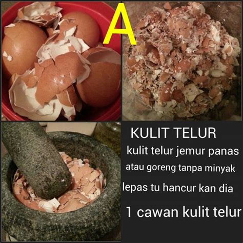 We did not find results for: Guna Beras, Kacang Hijau dan Kulit Telur Untuk Hasilkan ...