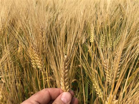 Wheat and durum are affected to a lesser extent. 6 Row Feed - AB Cattlelac Feed & Forage Barley - Stamp Seeds