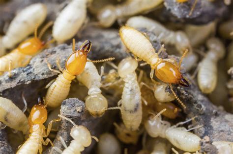 Arkansas is a perfect climate for termites. Tout savoir sur le diagnostic termites | Pratique.fr