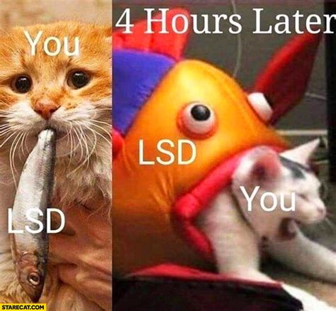 Maybe you would like to learn more about one of these? Wou taking LSD cat eating fish, 4 hours later LSD fish is ...