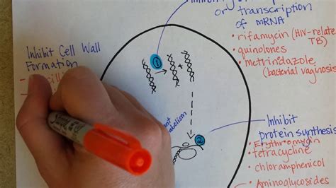 However, some microbes only produce antibiotics in the laboratory. How Antibiotics Work - YouTube