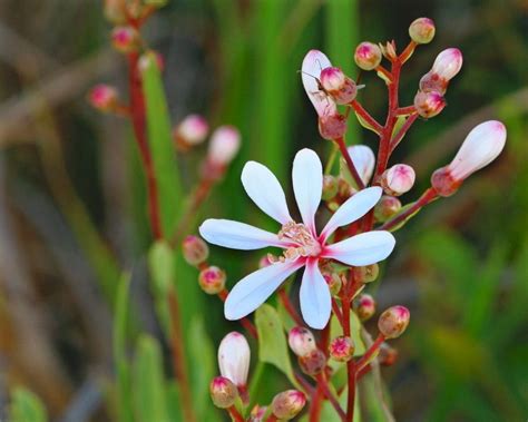 An online native plant nursery for the west. Befaria racemosa Tarflower 1gallon - Mail Order Natives ...