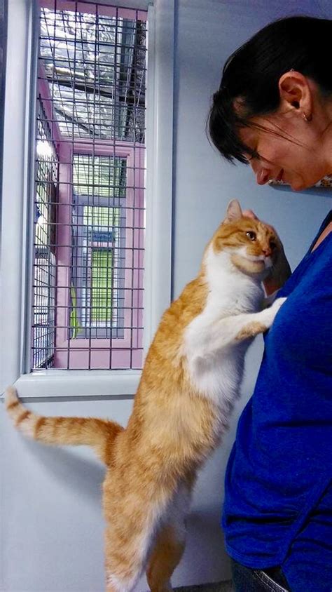 Maybe you would like to learn more about one of these? Cat's Cradle Boarding Cattery - Gallery