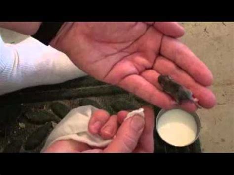 If the mouse is malfunctioning, then it denotes confusion. Trying to feed a baby mouse - YouTube