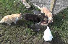 cats chickens ducks eat together