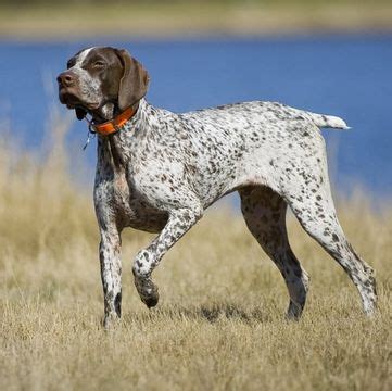 German shorthaired pointer 11x14 art print of painting by artist ksams coffee. German shorthaired pointer lab mix puppies for sale mn ...