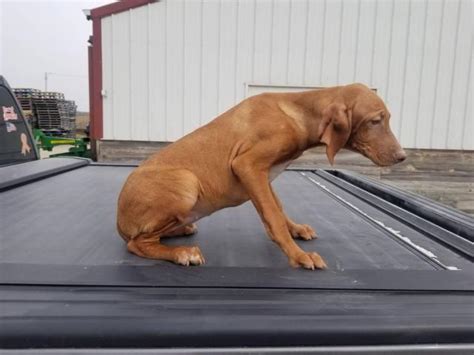Find vizsla puppies for sale on pets4you.com. Rehoming Gorgeous 4 girl Vizsla puppies in Kansas City ...