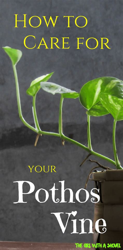 Easy to care for and to its aerial root system allows it to sprawl across forest floors and climb tree trunks in the wild. Pothos Vine Care | The Girl with a Shovel | House plant ...