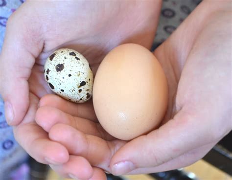 Find over 100+ of the best free quail egg images. Hard Boiled Quail Eggs - Crafty Cooking Mama