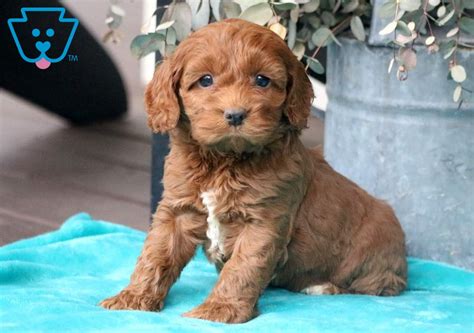 Dachshunds or weiner dogs are known for their playful, lively, and courageous nature. Cockapoo Puppies For Sale In Ohio