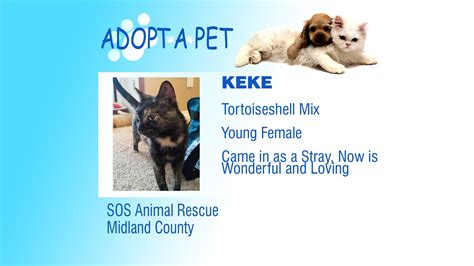 This pet is no longer available. Adopt A Pet Tuesday: Galleo, Keke, Foxer - Northern ...