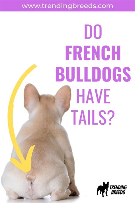 No bulldog should have a tail ther then the starndard short, crank, or cork screw. Are French Bulldogs Born With Tails Or Are They Docked ...