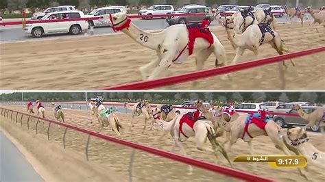 Apart from them, these races are loved by the tourists who flock to dubai. ‫مهرجان ولي عهد دبي -حول للشيوخ 11-2-2020 م ش8 شاهين لـ ...