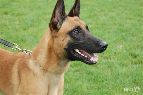 La première nuit à la maison. Le chien qui a mordu un enfant à Corgémont a été enrôlé ...