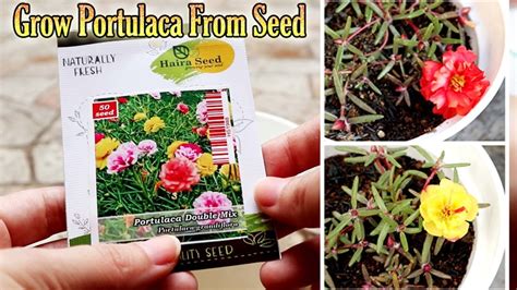 Cara menjaga bunga ros hidup ini boleh dipraktikkan pada apa jua jenis pokok bunga ros malah tips ini juga boleh digunapakai sebagai kaedah penjagaan untuk pokok bunga dari jenis yang lain juga. GROW PORTULACA MOSS ROSE FROM SEED | CARA MENANAM BUNGA ...