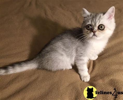 The exotic shorthair is man made, a mixture of the persian cat and american short hair cat. Exotic Shorthair Kitten for Sale: Spike - Silver Exotic ...