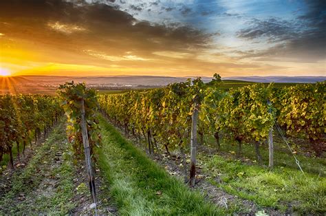 Ohne werbung die artikel von bild lesen und an gewinnspielen teilnehmen sowie schnell die neuesten news erhalten, das bietet ihnen das abo von bildplus. Weinberg Foto & Bild | hdr, wein, weinberg Bilder auf ...