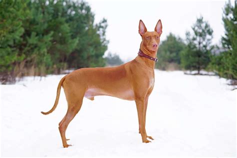 5 Egyptian Dog Breeds