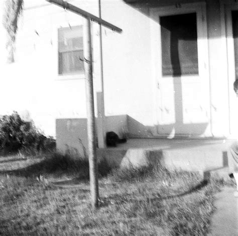 Exchange your vows in front of friends & under palm trees then sail off into the sunset or spend the evening sipping cocktails with family in our private garden. A neighborhood cat. San Diego, CA. February, 1965